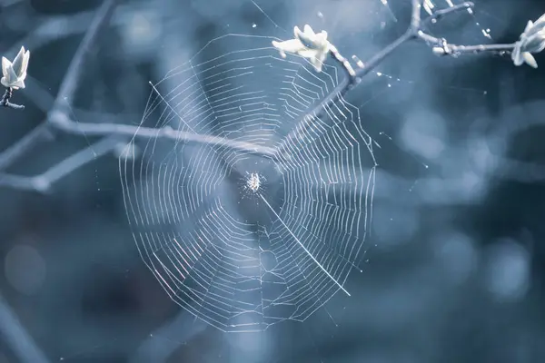 Cobweb Aranha Isoladas Fundo Azul Desfocado Close — Fotografia de Stock