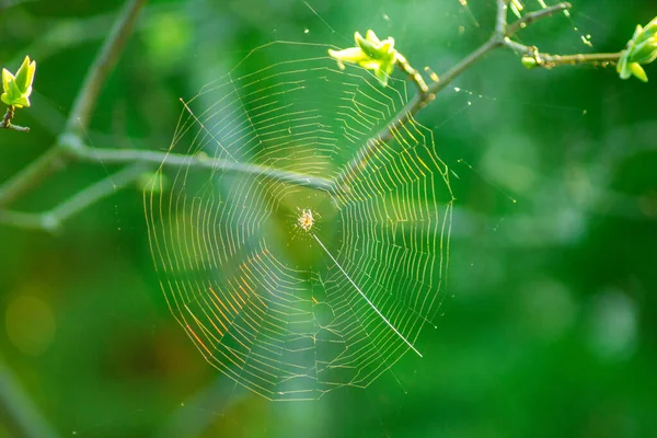 Ιστός Αράχνης Υφασμένος Κλαδιά Δέντρων Απομονωμένο Φυσικό Υπόβαθρο Έννοια Παγίδας — Φωτογραφία Αρχείου