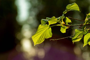 Bulanık arkaplanda yeşil yapraklar var. Metnin için boş alan, seçici odak