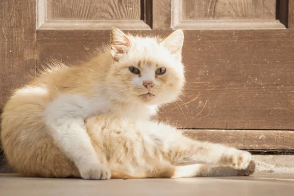 Hemlös Katt Avkopplande Solen Strålar Utomhus — Stockfoto