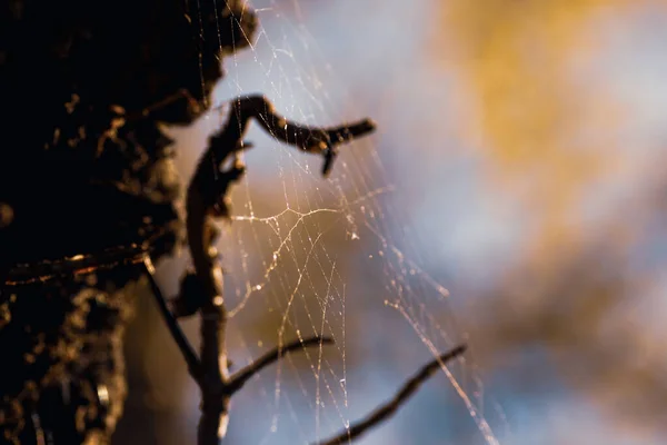 Cobweb Geweven Boomtakken Geïsoleerd Natuurlijke Achtergrond Insectenval Concept — Stockfoto