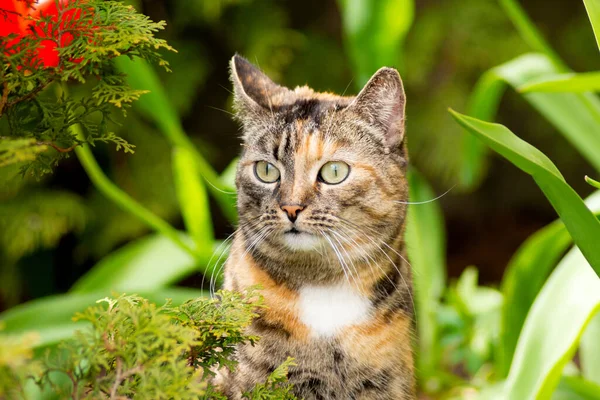 Chat Chasseur Est Assis Avec Des Yeux Larges Regarde Curieusement — Photo