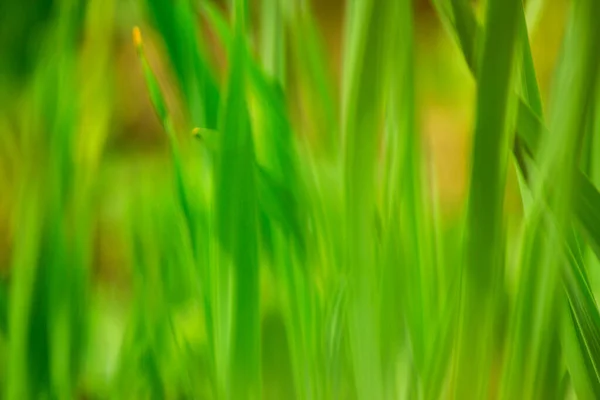 Grönt Naturligt Gräs Bakgrund Defocused — Stockfoto