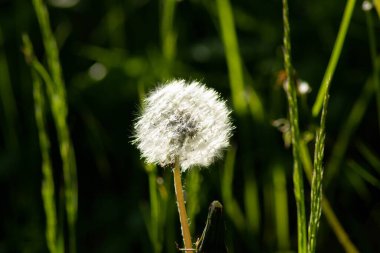 Bahçede çiçek açan tüylü, sevimli karahindiba çiçeği. Güzel çiçek manzarası