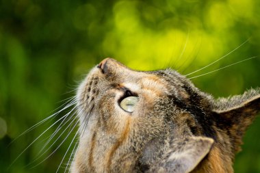 Çizgili kedi profili yukarı bakıyor. Yeşil bulanık arkaplanda izole edilmiş, yakın plan portresi.