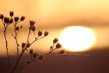Kuru bitkiler güzel turuncu bir günbatımına karşı siluet gibidir..