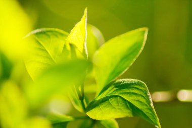 Güneş ışığı altında yeşil yaprağın doğa manzarasını kapat. Doğal yeşil bitkiler arka plan ya da duvar kağıdı olarak kullanılıyor.