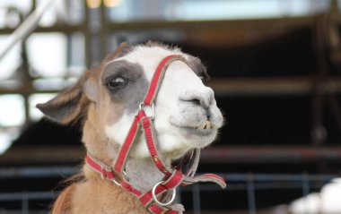 Açık havada kahverengi lama (lama gma) portresi. Hayvanat bahçesi hayvanları. Hayvanları koruma ve çiftlik hayatı kavramı.