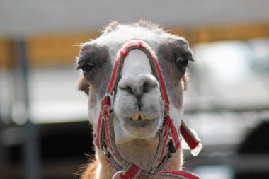 Açık havada kahverengi lama (lama gma) portresi. Hayvanat bahçesi hayvanları. Hayvanları koruma ve çiftlik hayatı kavramı.