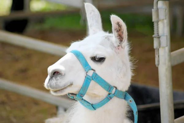 Retrato Lama Blanco Aire Libre Animales Del Zoológico Protección Los —  Fotos de Stock