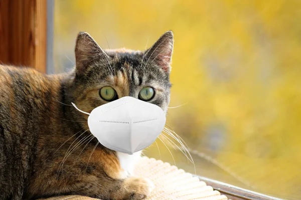 Rolig Katt Ffp2 Skyddande Medicinsk Mask Respirator Sitter Nära Fönstret — Stockfoto