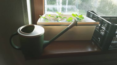 Yeşil sulama tenekesi, salatalık fidanlarının arka planına karşı pencere kenarında duruyor.