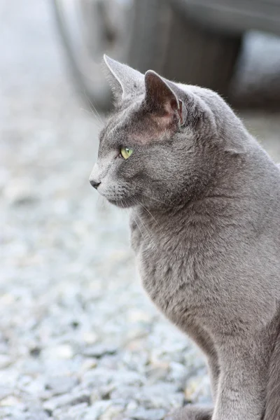 Gato cinza bonito ao ar livre — Fotografia de Stock