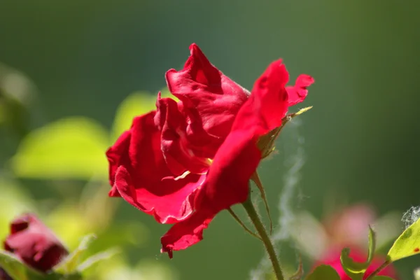 Rote Rose im Freien — Stockfoto