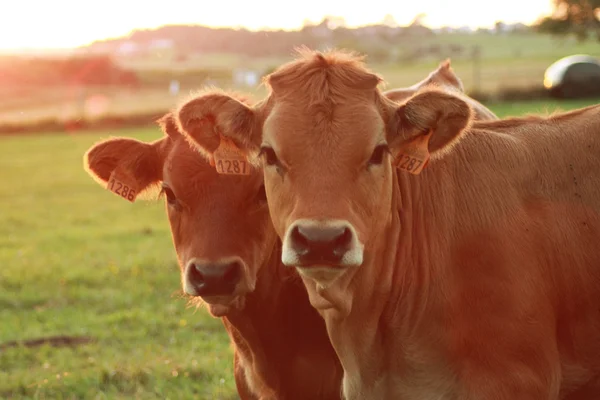 Vacas en el prado — Foto de Stock