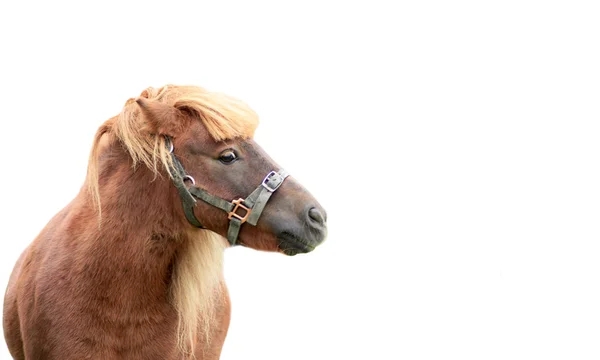 Porträt eines Ponys — Stockfoto