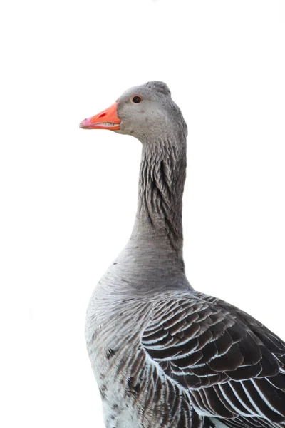 Portrait of goose — Stock Photo, Image