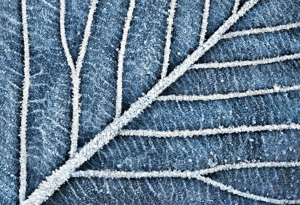 Frozen Leafs Vein Pattern Abstract Macro Winter Pattern — Stock Photo, Image