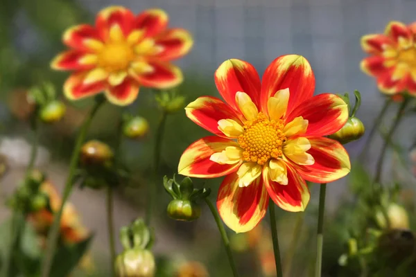 Hermosas Flores Dahlia Con Brillantes Cabezas Flores Colores Fuertes Amarillo — Foto de Stock