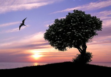 Huzur Ağacı. Yaz akşamında bir siluet ağacı beyaz çiçeklerini zarifçe uçuşan bir kuş gibi gösterirken durgunluk. Gün batımının ılık ama hoş renkleri.