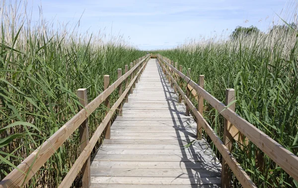 Reed'e — Stok fotoğraf