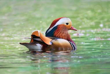 Sersemletici erkek Mandarin ördeği (Aix galericulata) gururla canlı tüyleri ile titreyen zümrüt yeşil su üzerinde yüzer.