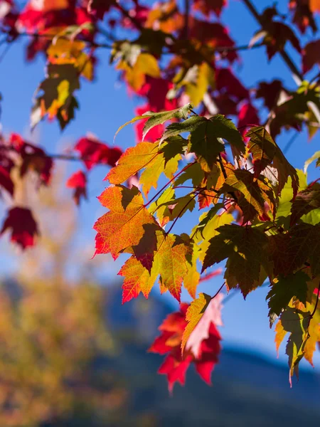 Hojas rojas en otoño —  Fotos de Stock