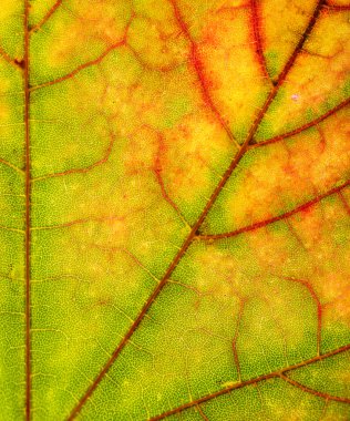 yakın çekim yaprak