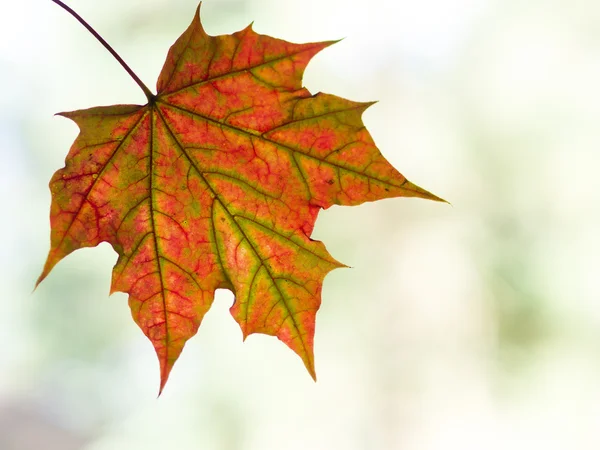 Autumn leaf with copy space — Stock Photo, Image