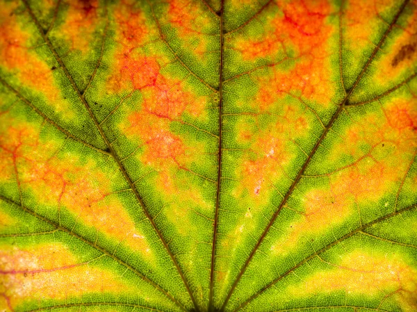 Abstrakt leaf närbild — Stockfoto