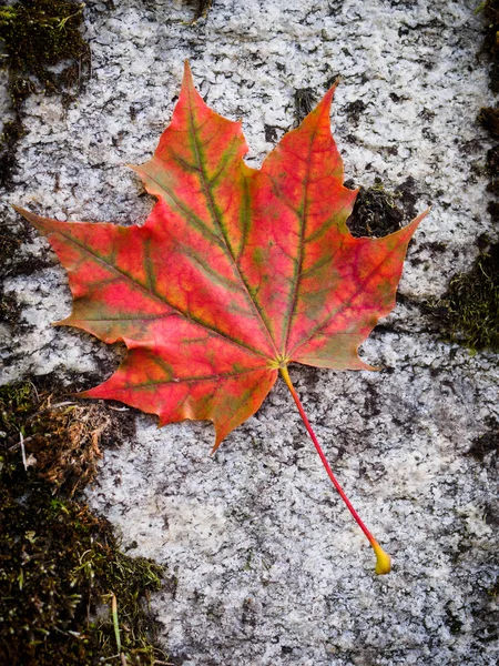 Red fall leaf on rock — Stock Photo, Image