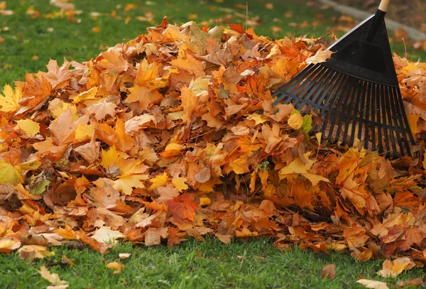 Raking leaf pile Stock Photo