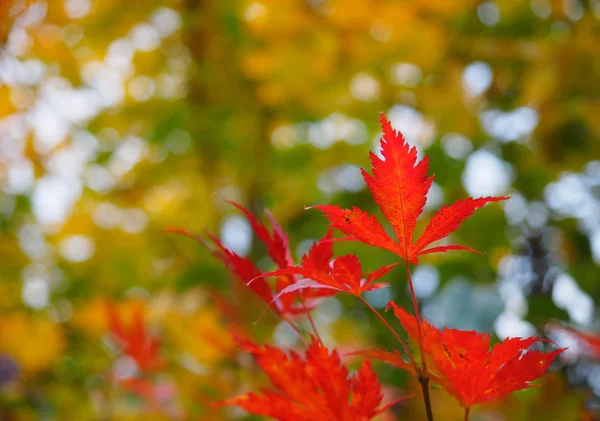 Czerwony jesienią liście — Zdjęcie stockowe