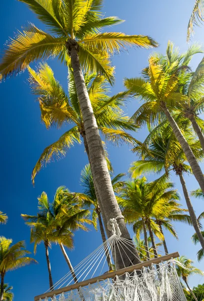 Palm trees and hammock — Stock Photo, Image