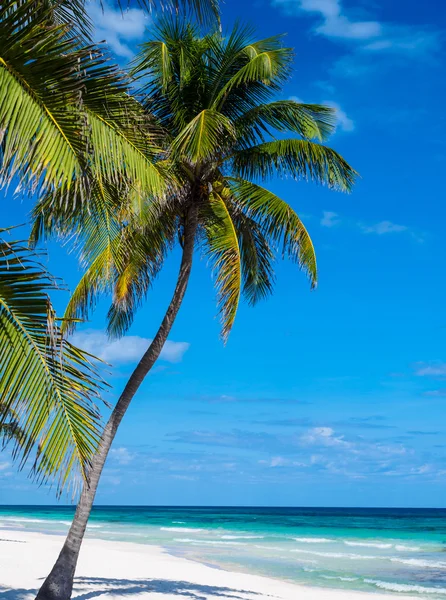 Beach in Mexico with palm trees — Stock Photo, Image