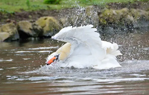 Cigno che nuota nel lago battendo le ali — Foto Stock