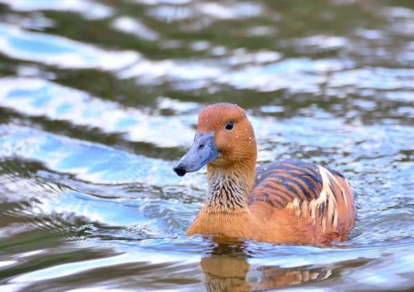 Húmeda ruddy shelduck nadando en agua ondulada —  Fotos de Stock