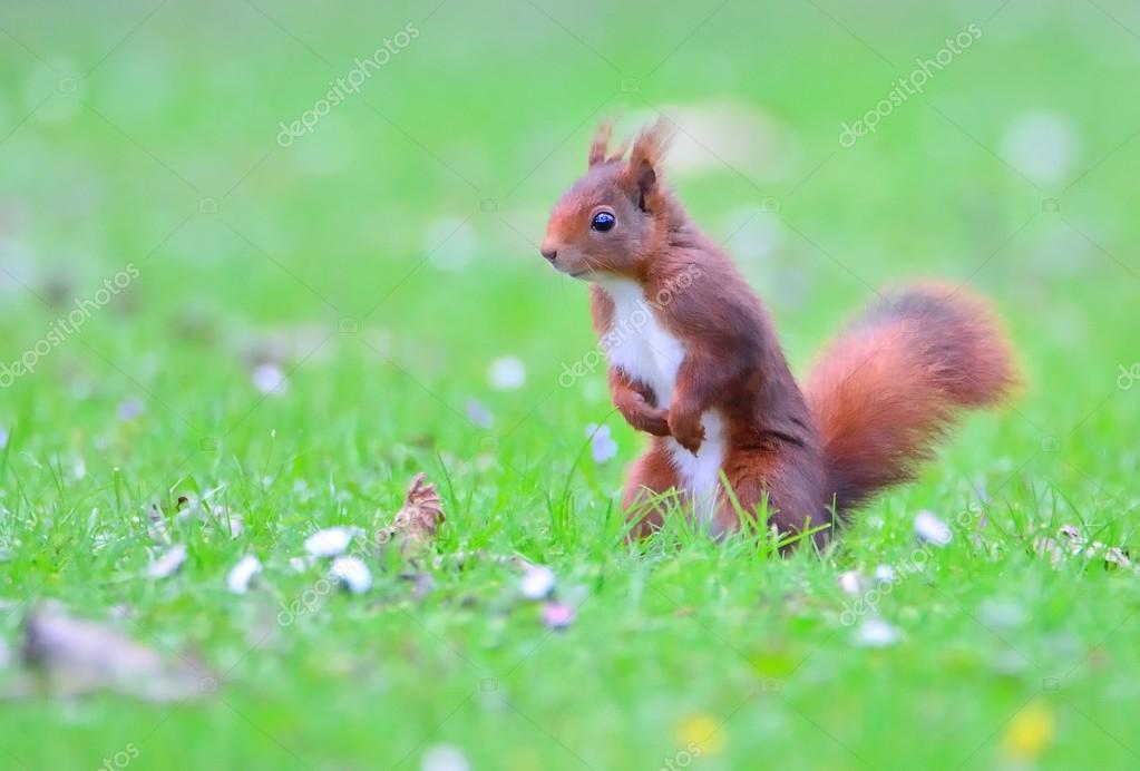 StockPhotoAstur