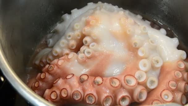 Pulpo cocinando en la olla — Vídeo de stock