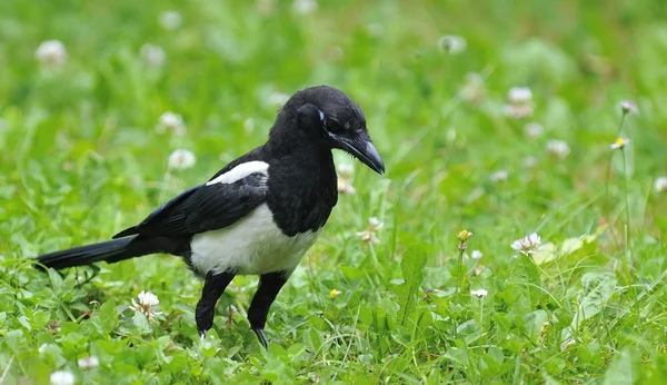 Magpie on field. — Stock Photo, Image