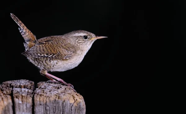 Winter wren on black background — Stock Photo, Image