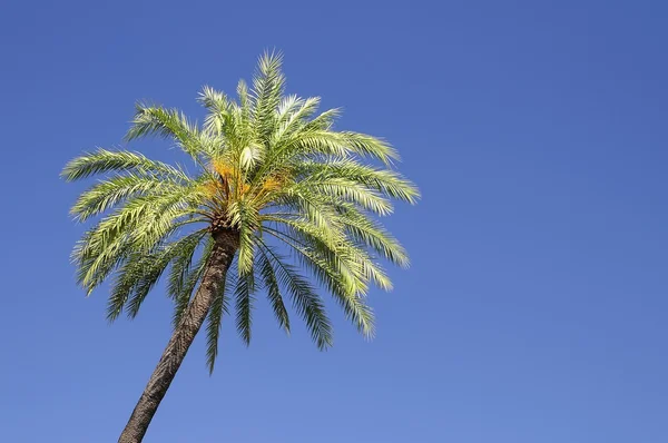 Uma palmeira. — Fotografia de Stock