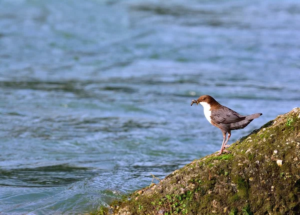 White-throated dipper on moss rock — Stock Photo, Image