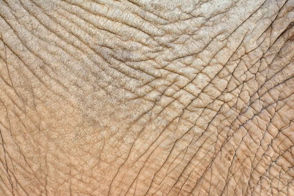 Wrinkled elephant skin — Stock Photo, Image