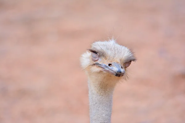 Ostrich with eyes closed — Stock Photo, Image