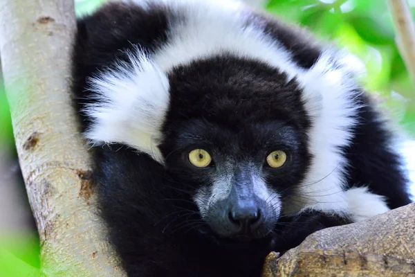 Lemur wari leżącego na gałęzi drzewa — Zdjęcie stockowe