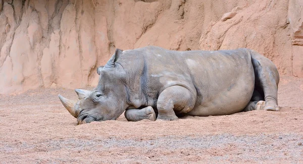 Серый носорог лежит на песке — стоковое фото