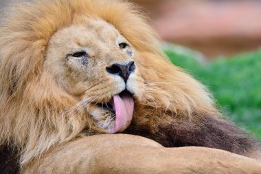 Aslan yeşil çim üzerinde yalan