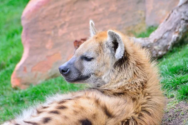 Hiena brunatna, leżąc na trawie — Zdjęcie stockowe
