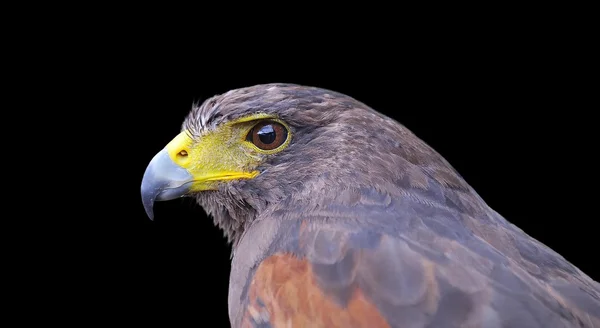 Μερική άποψη του Harris hawk — Φωτογραφία Αρχείου